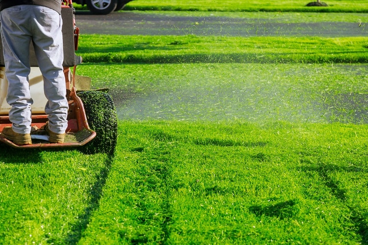 How to Maintain Artificial Turf