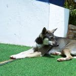 How to Stop Your Dog from Eating Artificial Grass