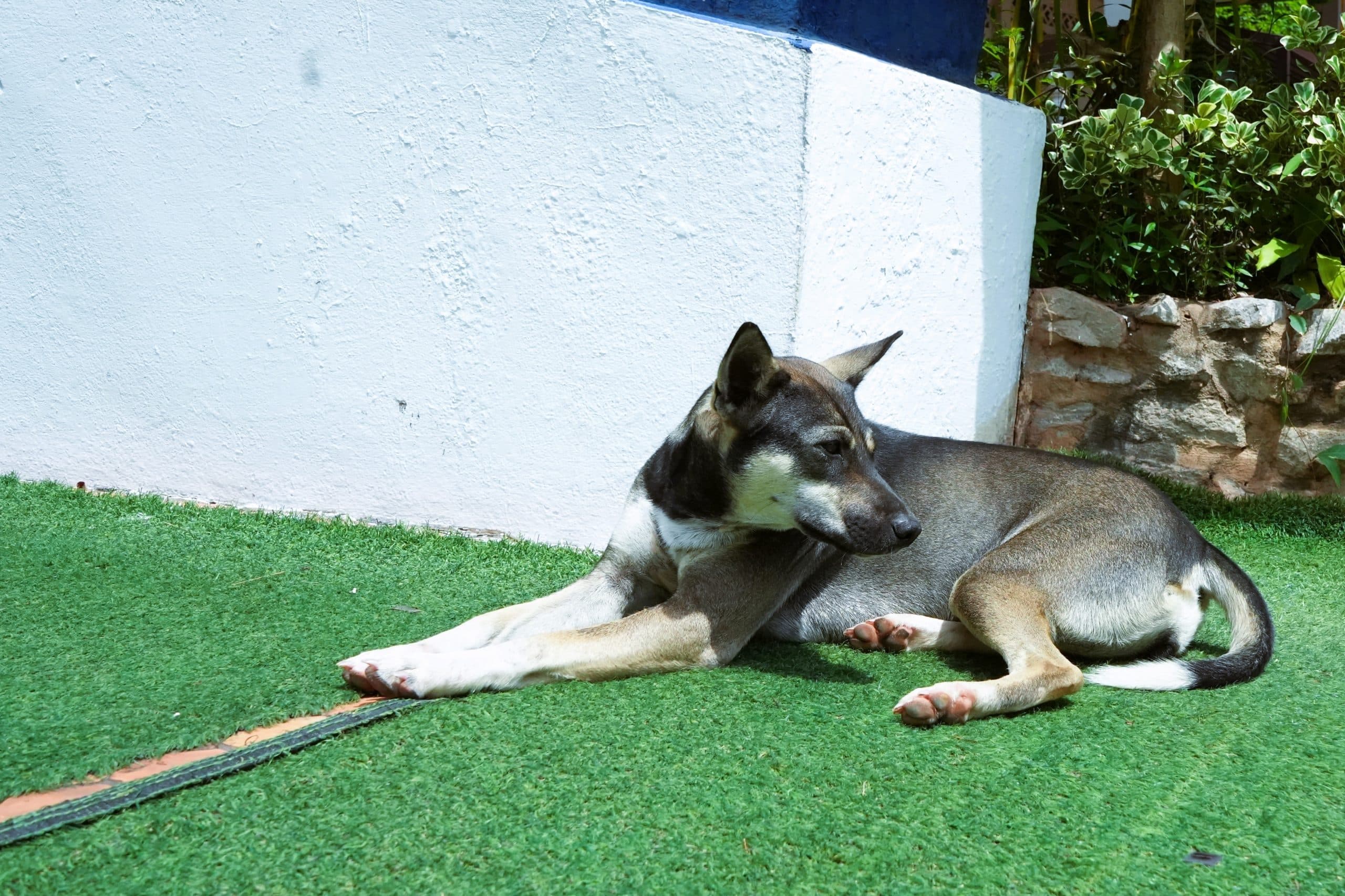 How to Stop Your Dog from Eating Artificial Grass